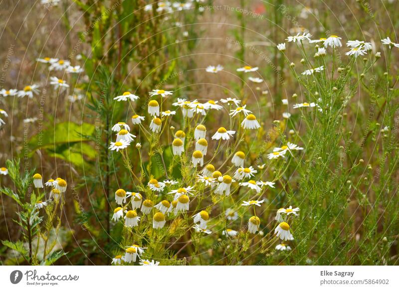 Flowering chamomile in the summer field Chamomile Plant Nature Summer Camomile White Blossom Green Floral naturally pretty background Field Fresh Blossom leave