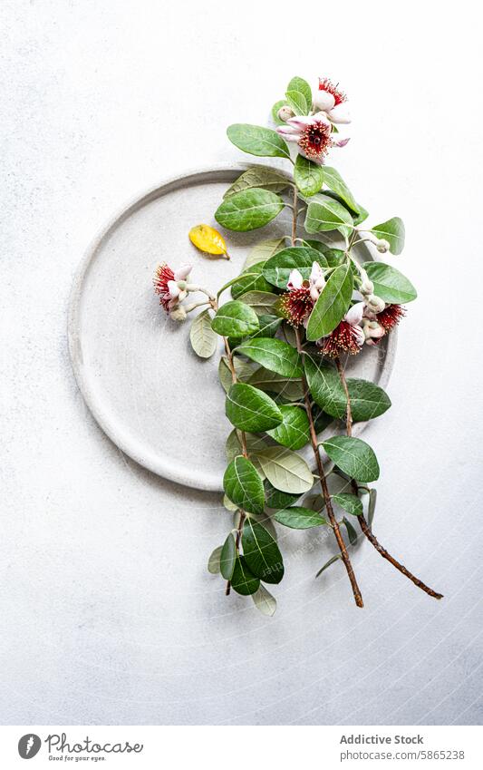 Elegant feijoa table setting with flowers and leaves leaf branch ceramic plate texture backdrop white elegant artistic decor top view nature natural greenery