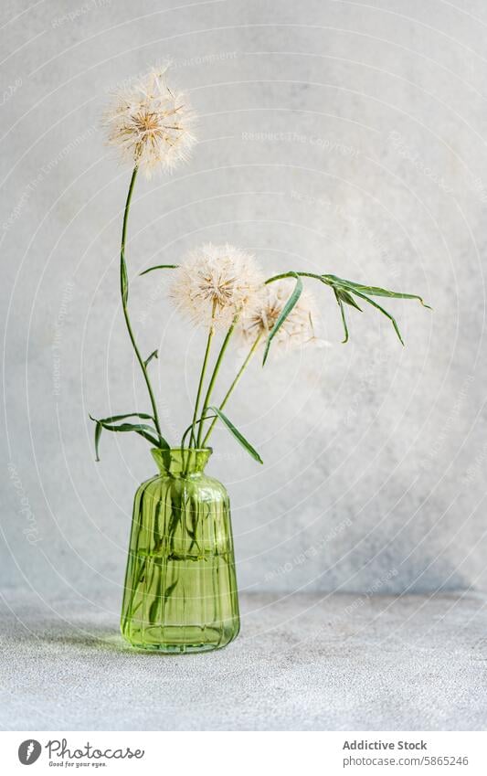 Elegant dandelion display in a green glass vase gray backdrop seed interior decor natural beauty simple elegant flower minimalistic delicate interior theme