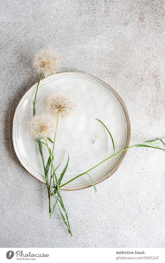 Dandelion seeds displayed on a ceramic platter dandelion grey background texture speckled serene plant flower nature indoor interior decor minimal simplicity