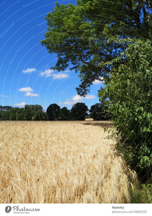 Barley field on the edge of the forest in summer under blue sky in the sunshine in Oerlinghausen near Bielefeld on the Hermannsweg in the Teutoburg Forest East Westphalia-Lippe