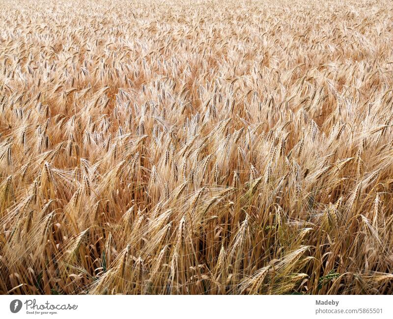 Field and agricultural area with barley in summer sunshine in Oerlinghausen near Bielefeld on the Hermannsweg in the Teutoburg Forest in East Westphalia-Lippe