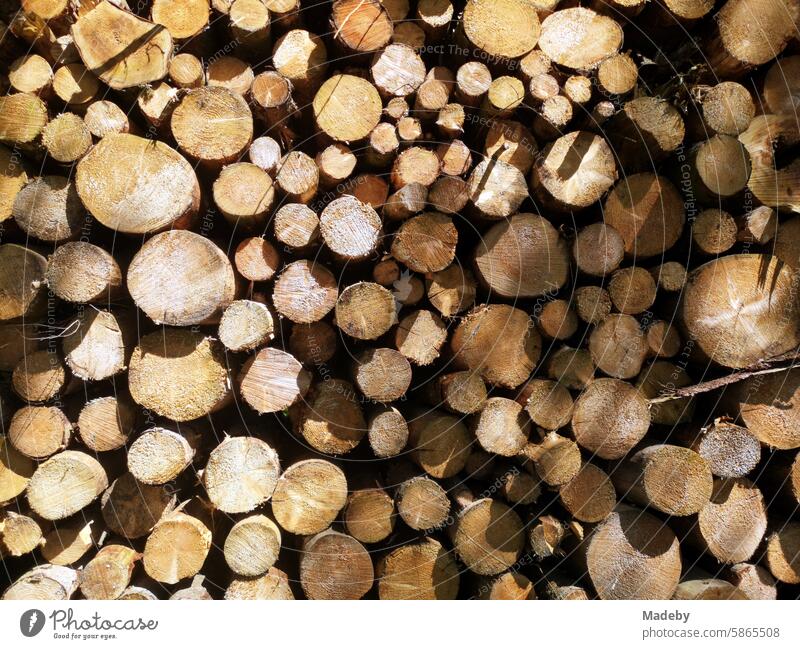 Pile of wood with sawn-up tree trunks after forestry work in Oerlinghausen near Bielefeld on the Hermannsweg in the Teutoburg Forest in East Westphalia-Lippe