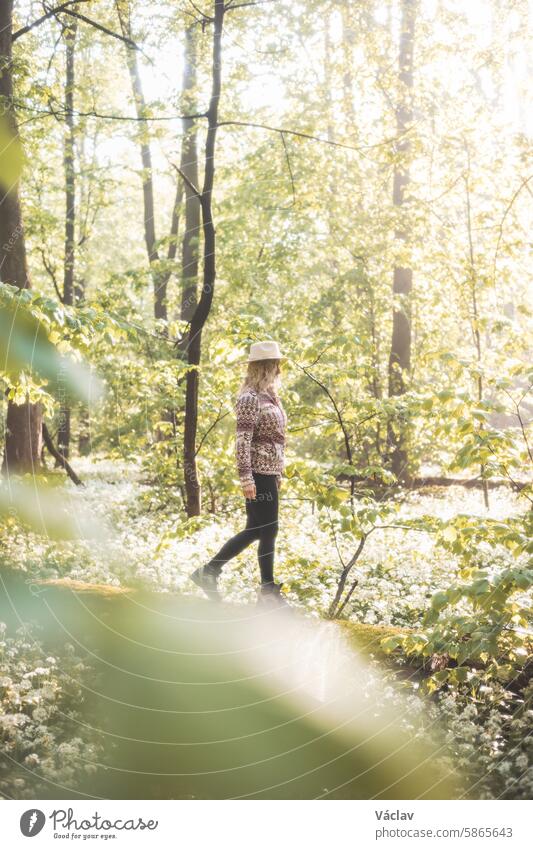 Blonde woman in a flannel sweatshirt and hat holding a wicker wooden basket. Walk for fresh bear garlic for future troubles. Gathering, trekking and fresh air