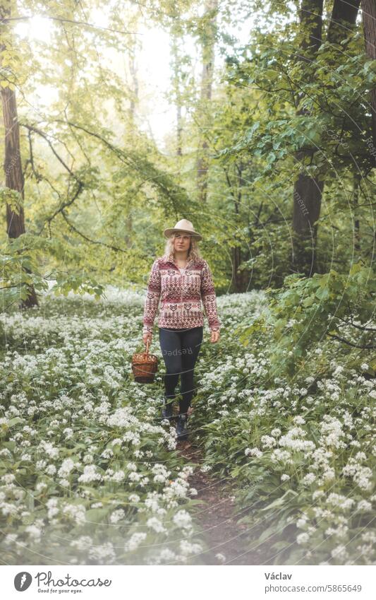 Blonde woman in a flannel sweatshirt and hat holding a wicker wooden basket. Walk for fresh bear garlic for future troubles. Gathering, trekking and fresh air