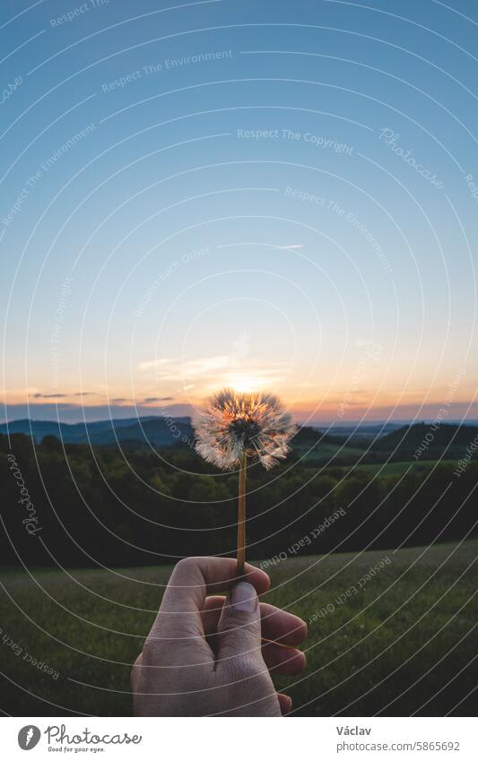 Piece of hope in the form of a dried dandelion seed held in the hand of a man looking into the future. Sunset lifestyle abstraction beskydy mountains