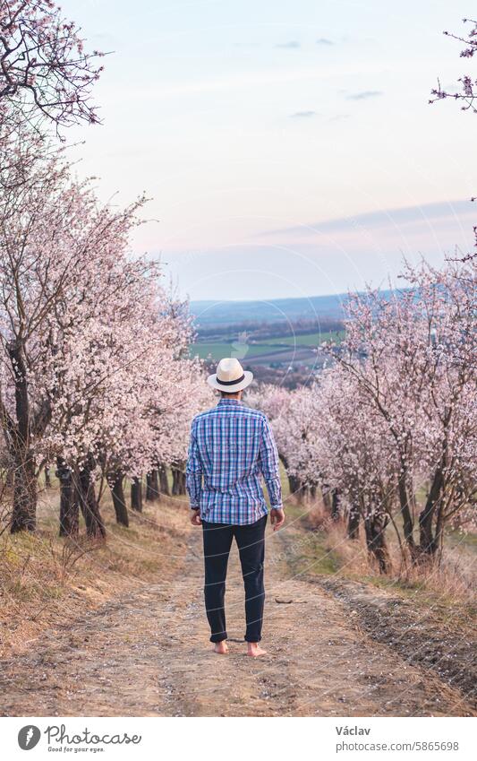 Explorer wearing a beige shirt and a hat walks through a bright almond orchard in the village of Hustopeče, Czech Republic. Springtime hustopece almond blossom