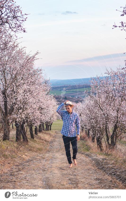 Explorer wearing a beige shirt and a hat walks through a bright almond orchard in the village of Hustopeče, Czech Republic. Springtime hustopece almond blossom