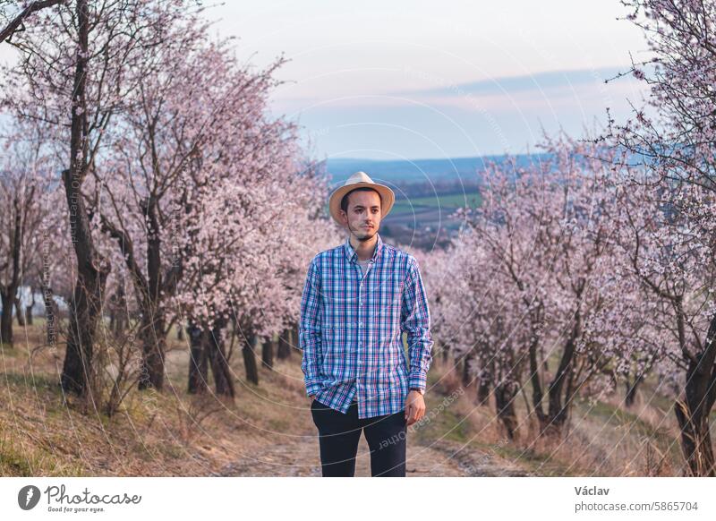 Explorer wearing a beige shirt and a hat walks through a bright almond orchard in the village of Hustopeče, Czech Republic. Springtime hustopece almond blossom