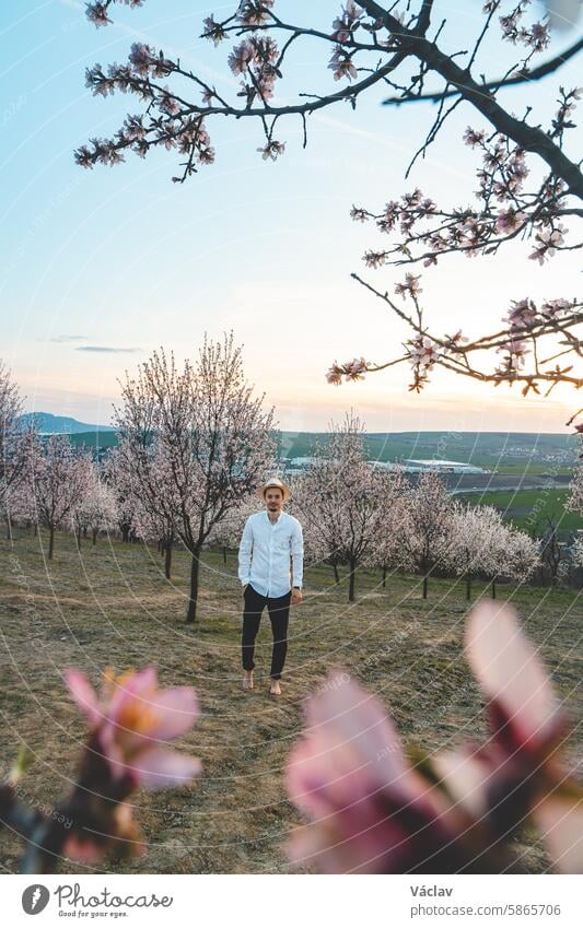 Explorer wearing a beige shirt and a hat walks through a bright almond orchard in the village of Hustopeče, Czech Republic. Springtime hustopece almond blossom