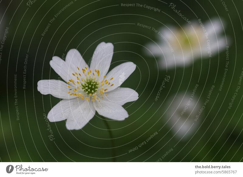 wood anemone Spring Flower Blossom Nature Plant Blossoming Close-up Colour photo Shallow depth of field Deserted Exterior shot White Yellow Green