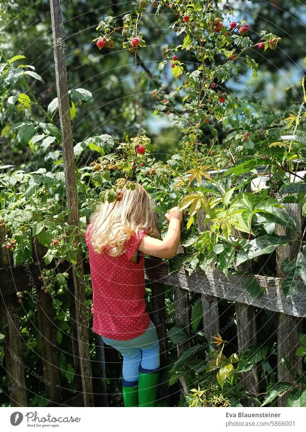 Blonde girl in red T-shirt and green wellies climbs garden fence to raspberry bushes Raspberry Garden fence Fence Climbing Red Green Rubber boots blonde girl