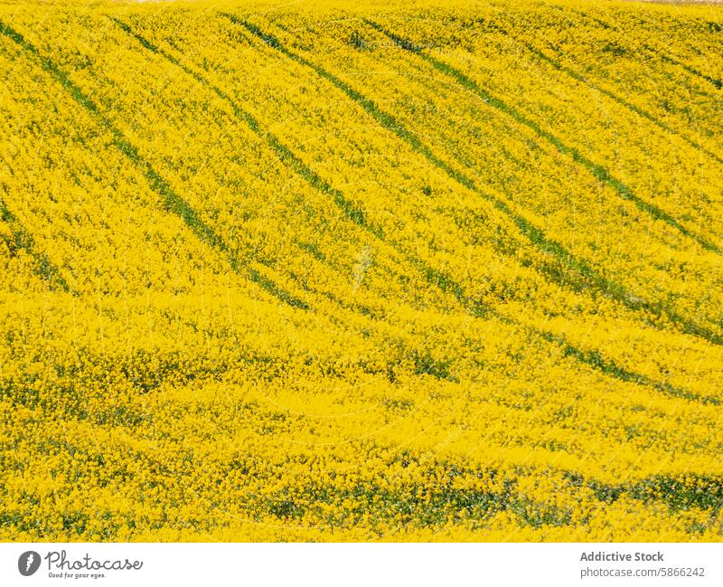 Vibrant yellow rapeseed field with distinctive lines bloom vibrant aerial agriculture farming crop spring nature bright color green texture pattern rural scenic