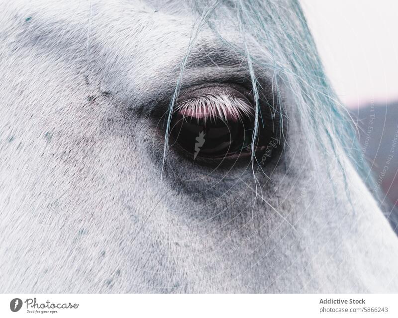 Close-up view of a horse's eye with noticeable lashes eyelash close-up texture detail animal equine pale fur blue tint skin soft fauna beautiful delicate vision