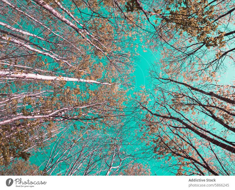 Vibrant turquoise sky seen through a canopy of autumn trees leaf branch tall contrast nature vibrant color outdoors viewpoint low angle forest woodland season