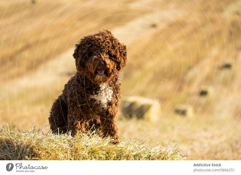 Spanish Water Dog enjoying a day in the countryside dog spanish water dog pet animal curly brown field hay stack playful coat outdoor adorable friendly breed