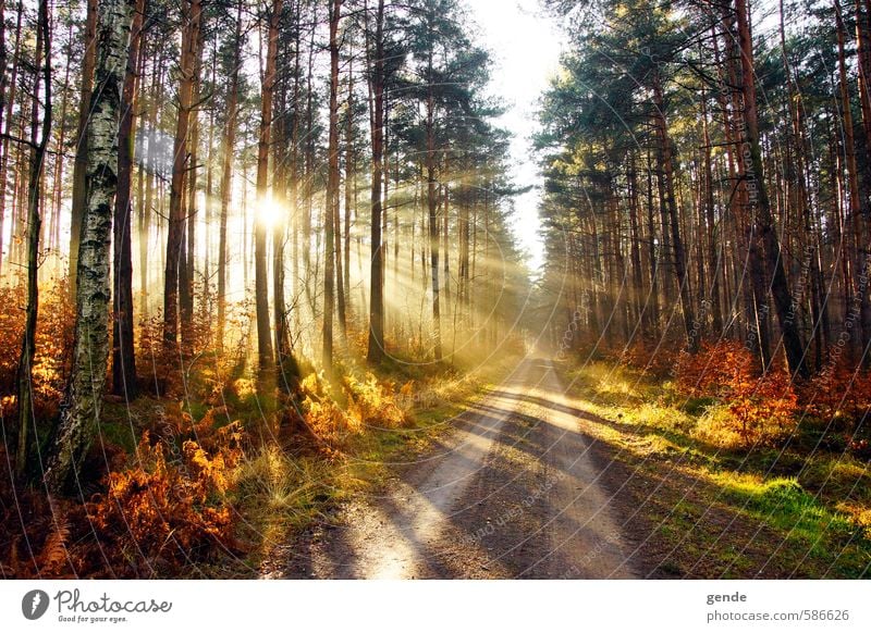 Sunbeams over the path Environment Nature Landscape Plant Earth Sunlight Autumn Climate Weather Beautiful weather Tree Grass Bushes Moss Leaf Foliage plant