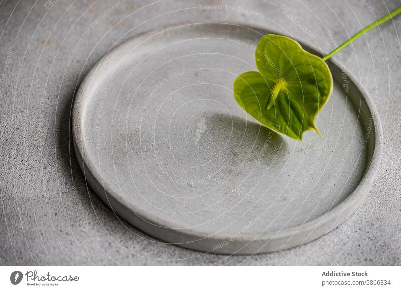 Minimalist Anthurium leaf on concrete plate, from above anthurium minimalist natural beauty simplicity texture elegance green decorative nature table setting