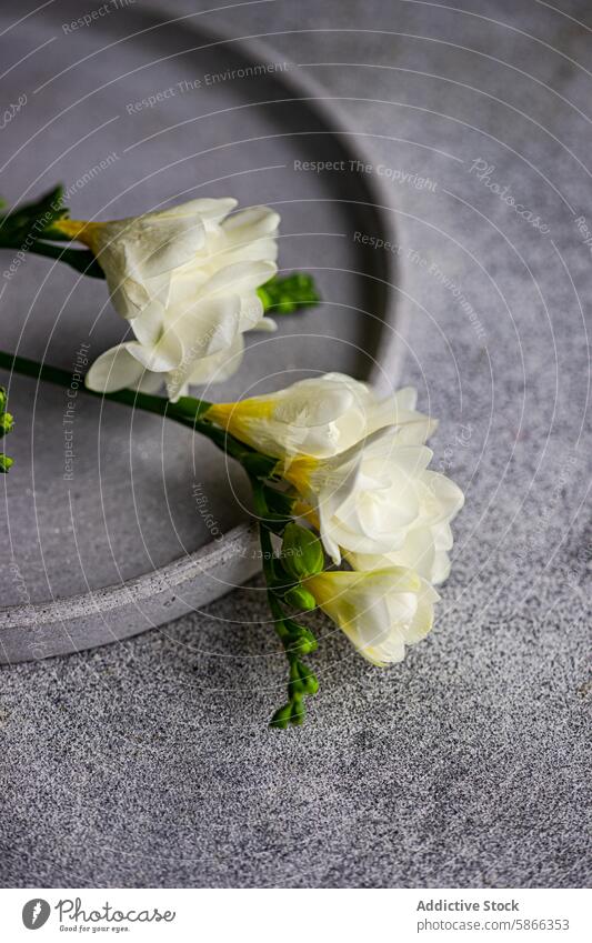 Elegant freesia flowers for a delicate table setting white elegant close-up texture gray refined gentle special occasion bloom decoration petal stem floral