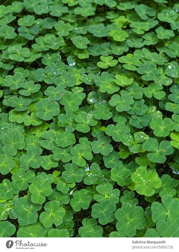 Green happiness 💚🍀 Clover Happy Forest Comforting