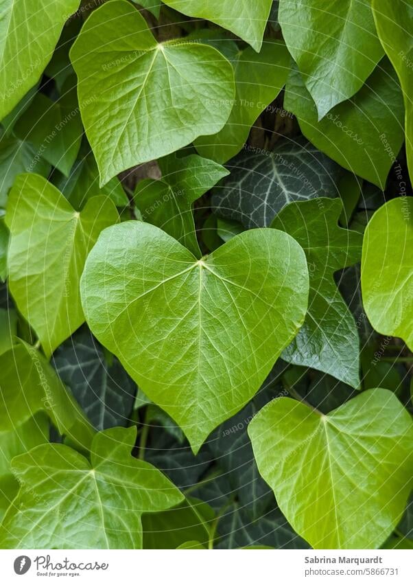 Green heart 💚 Nature Ivy Heart shape Love symbol