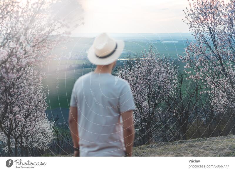 Explorer wearing a beige T-shirt and a hat walks through a bright almond orchard in the village of Hustopeče, Czech Republic. Springtime hustopece