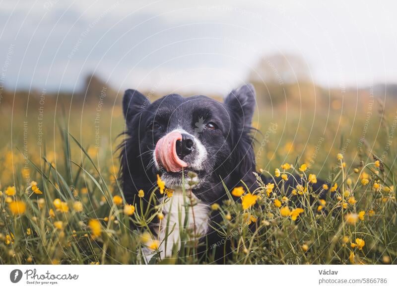 Adorable shelter dog in a blooming field licking its muzzle and smiling. The vibrant flowers and the dog's joyful expression create a heartwarming and picturesque scene