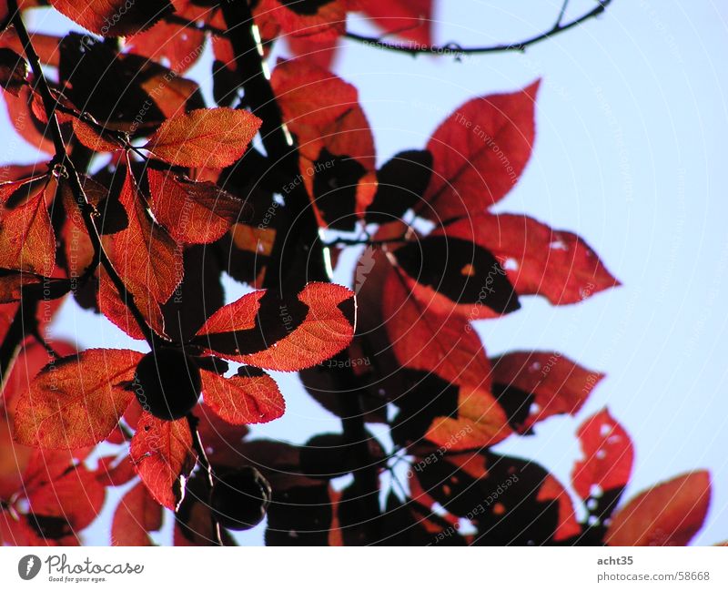 summer foliage Leaf Tree Red Autumn Sky Branch Twig Sun Warmth