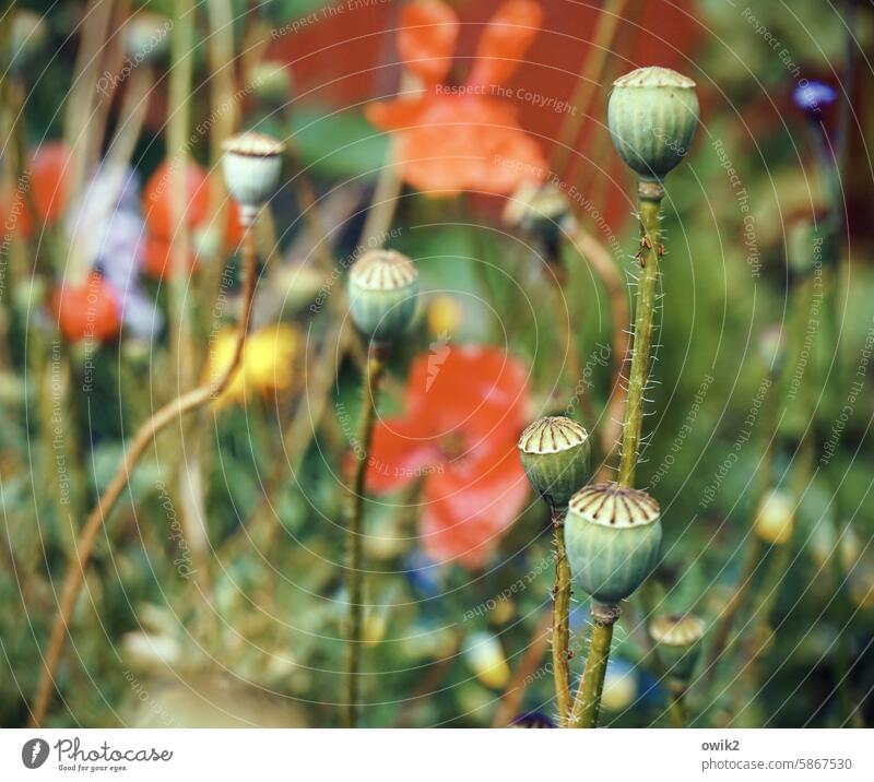 pastoral poppy seed capsules Corn poppy Nature Plant Poppy Red Summer Exterior shot Idyll Intensive Landscape Shallow depth of field Garden Colour photo