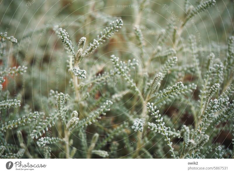 Silver basket Botany Barbed Wire Plant Calocephalus brownii Silver Basket silver shrub composite stalks Delicate Graceful Fragile Exterior shot naturally Detail