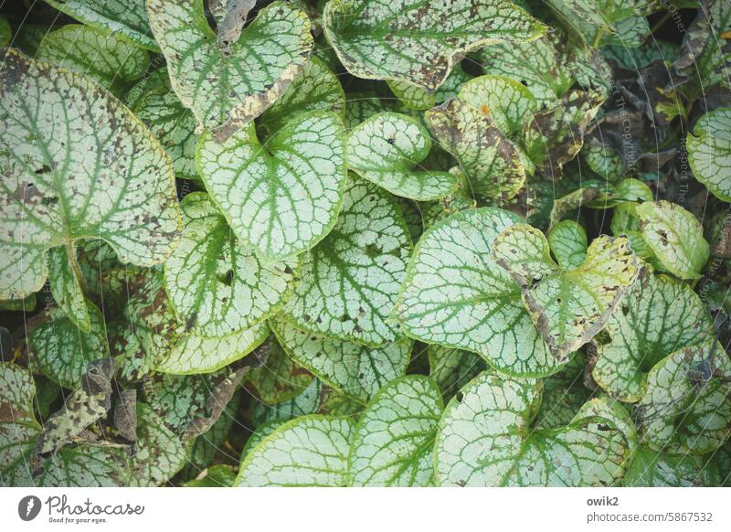 Caucasian Caucasian forget-me-not Large-leaved Caucasian forget-me-not Leaflet Ornamental plant texture characteristic flora large-leaved leaves Growth Plant