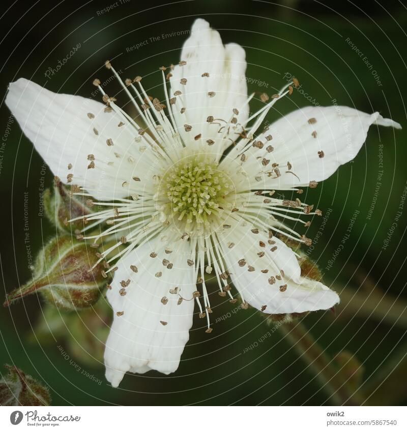 Late variety Blackberry Blossom Close-up Blossoming Nature Summer Long shot Exterior shot Garden petals naturally real Deserted Open Delicate Colour photo Plant