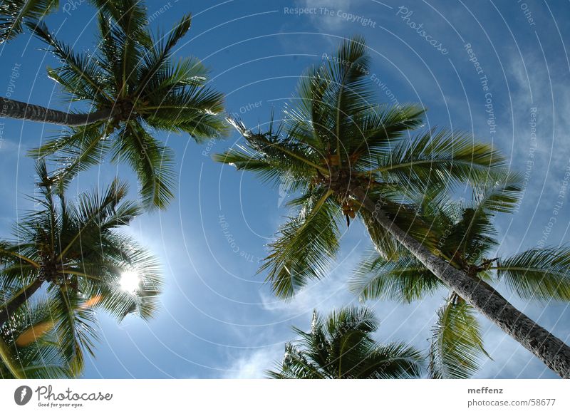 Caribbean dream Palm tree Vacation & Travel Guadeloupe Summer vacation Cuba Sky Sun