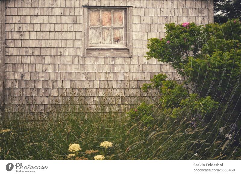 weathered structure building shed barn old old building grey garden overgrown wood wooden deserted window roses rose bush wild flowers forgotten history facade
