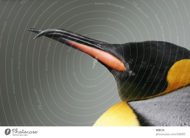 Curvebill Penguin King penguin Beak Black Animal Gray