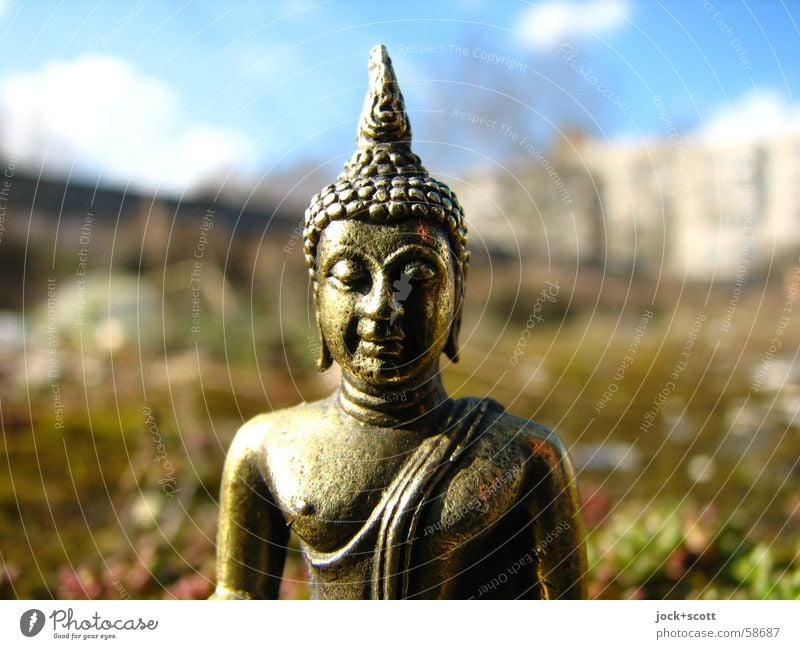 Buddha in the moss Exotic Happy Harmonious Meditation 1 Think Wisdom Relaxation Religion and faith Brass Philosophy Discern Statue of Buddha Sunlight Front view