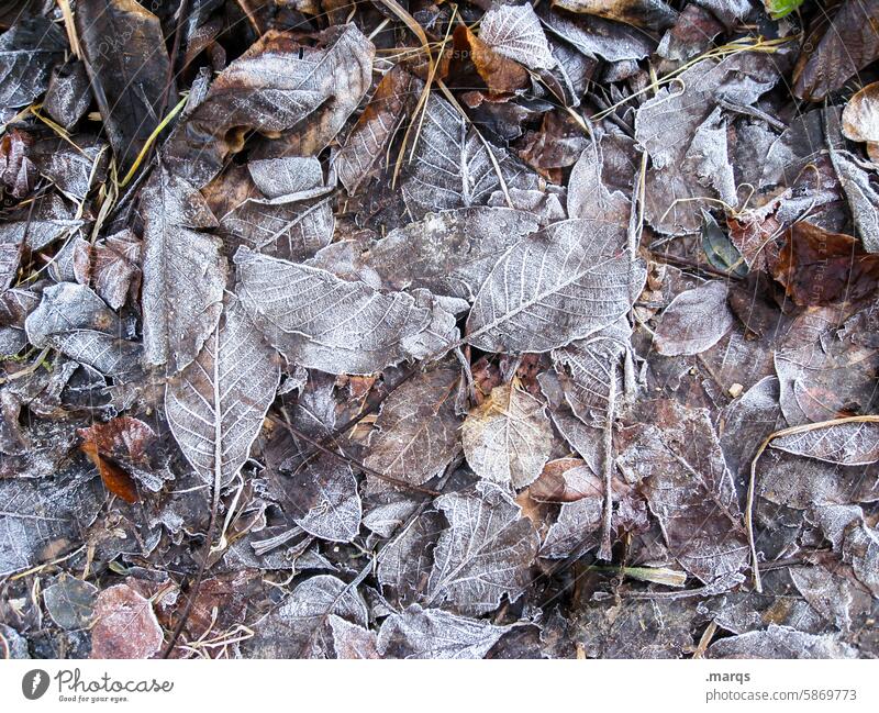 chill Frozen Hoar frost Nature Leaf Frost Winter Cold naturally Plant Ground Autumn Brown Ice Close-up Structures and shapes Woodground Calm Freeze leaves