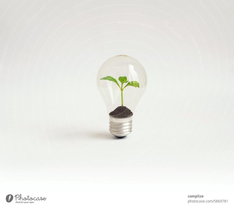Small plant in an old light bulb Electric bulb vintage Plant Germinate sustainability Sustainability Renewable energy Energy stream Glow Happy Electricity Green