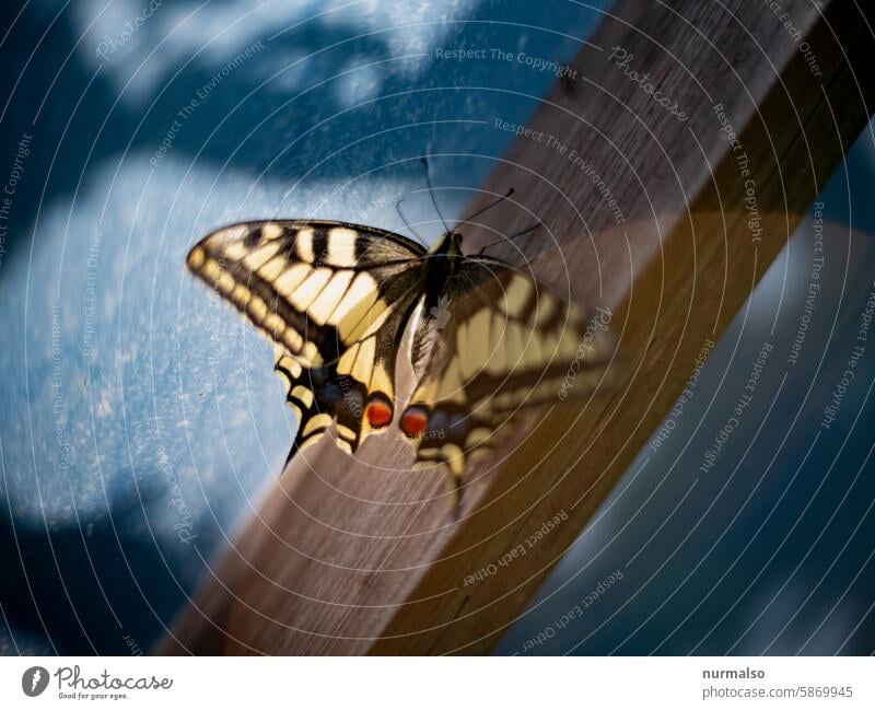 Butterfly on wood Greenhouse Peacock variegated Pattern Grand piano Insect pretty Nature Flying Wait
