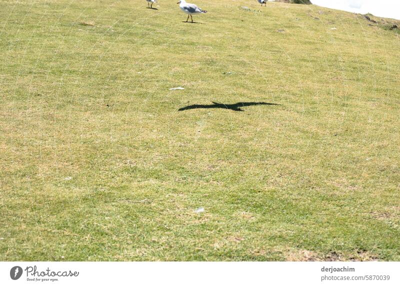 The shadow of a flying seagull in the meadow seagull in flight Exterior shot animal world Bird in flight Flight of the birds Wild bird Flying Span birdwatching