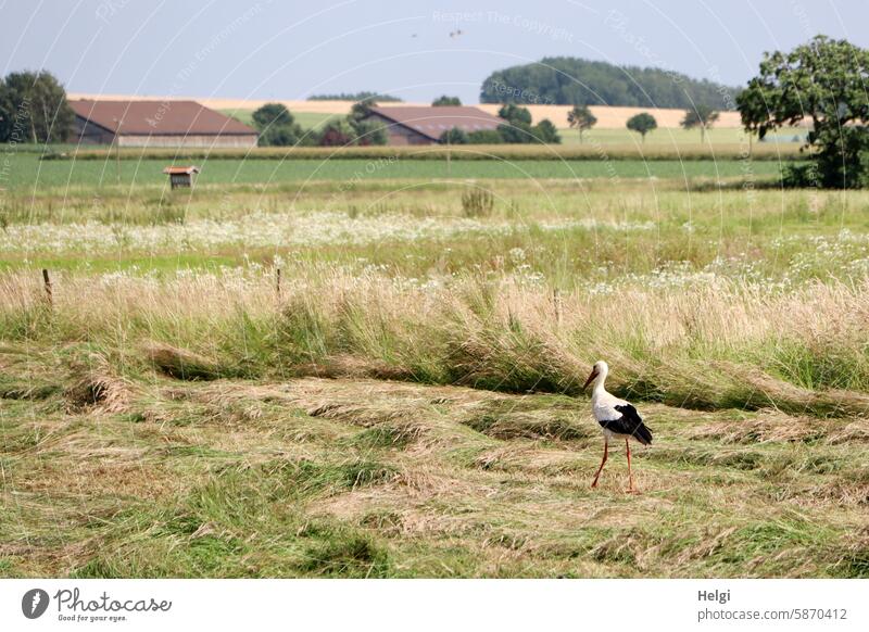 White stork foraging in the mown grass Stork White Stork Bird Summer Meadow Grass Landscape Nature Field flowers Building Tree Stride Foraging Animal