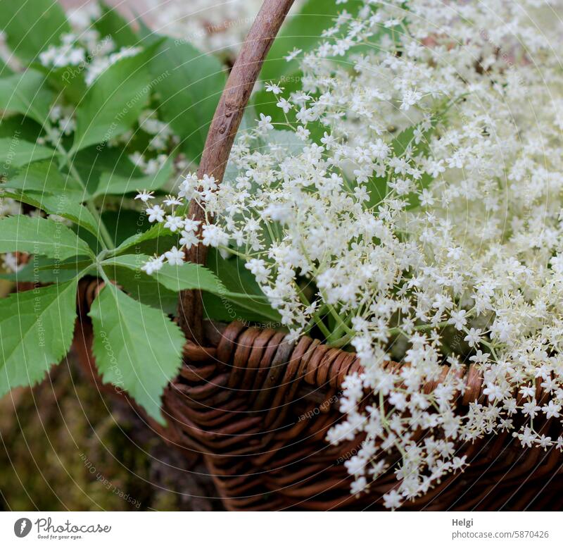 Elderflowers in a basket elder elderberry blossoms Basket leaves Picked elderflower syrup Plant naturally Healthy Food Exterior shot Nature Colour photo