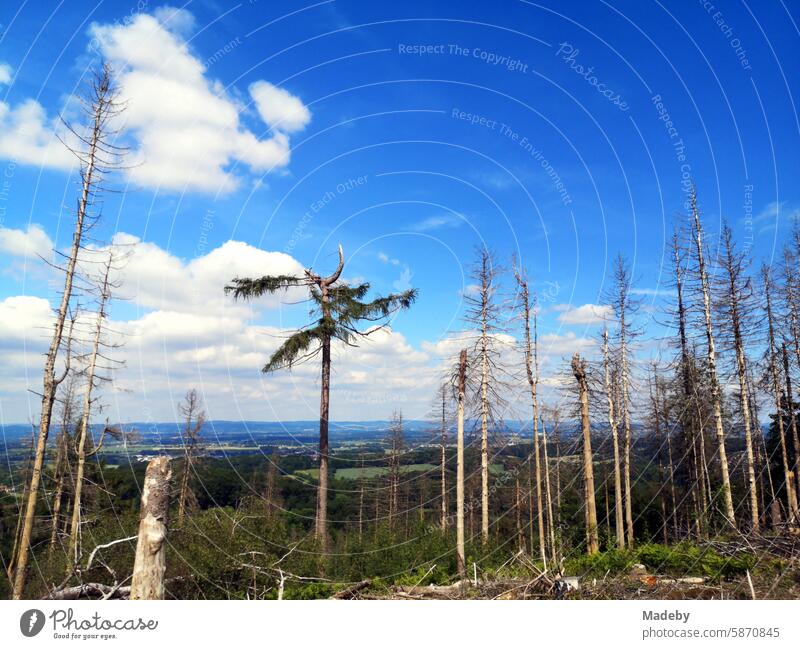 Sick pines and pine trees under a blue sky and sunshine in the mixed forest on the Tönsberg in Oerlinghausen near Bielefeld on the Hermannsweg in the Teutoburg Forest with a view of the Lipperland in East Westphalia-Lippe