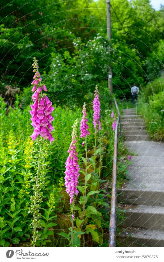 The extremely poisonous foxglove on the edge of a staircase aconite aconitum alkaloids atropa atropine baccata beautiful beauty blooming blossom botanical
