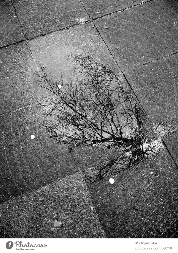 grey puddle tree Puddle Tree Reflection Gray Clouds Street