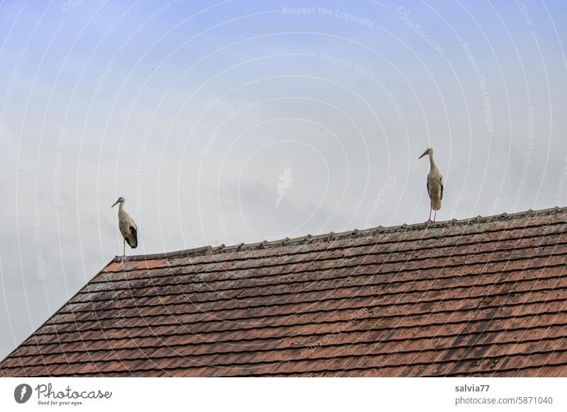 Tiled roof with two storks and blue sky with fog Roof Roofing tile Storks birds 2 Sky Building Structures and shapes Nature Pattern Old Colour photo Couple