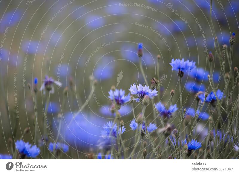 many cornflowers bloom at the edge of the field Blue Summer Plant Nature Blossom Flower Exterior shot Colour photo blossom Wild plant Field Deserted Blossoming