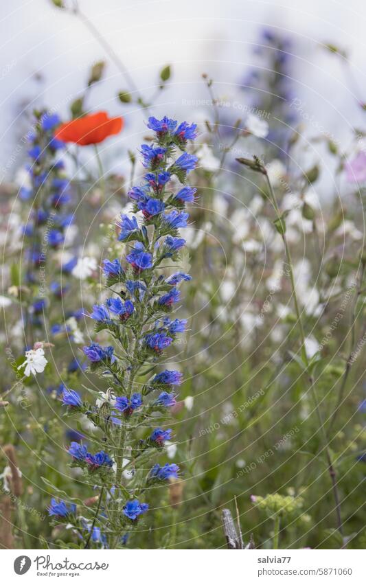 Flower meadow with viper's bugloss, white campion and corn poppy Viper's bugloss Poppy Summer Blossoming Corn poppy Field Blue Meadow flower blossom Green