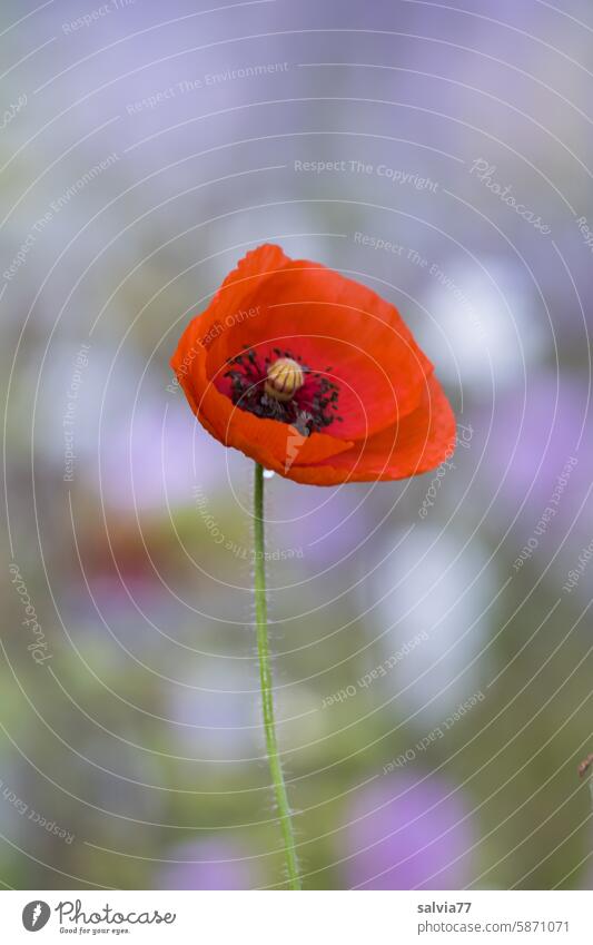 Corn poppy solo Poppy Red Summer Poppy blossom red poppy Blossom Plant Flower Nature Colour photo Wild plant Idyll Shallow depth of field