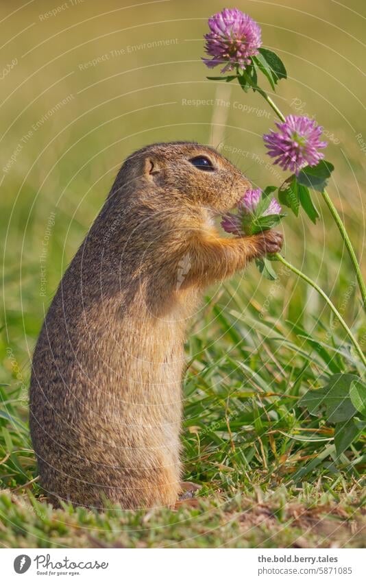 Squirrel with clover blossom Marmot Rodent Animal Cute Nature Wild animal Exterior shot Animal portrait Deserted Colour photo Animal face Meadow Clover